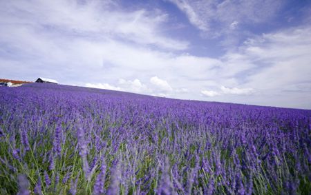 国内就有不少看薰衣草的好地方。盘点国内9个最浪漫的庄。AG真人百家家乐平台看薰衣草何必舍近求远非去普罗旺斯(图2)