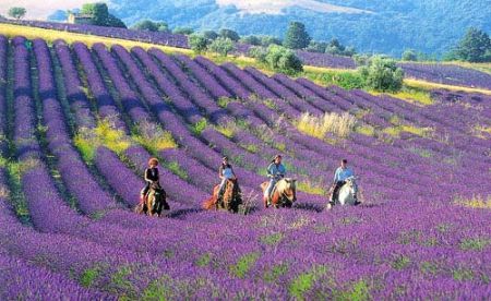 国内就有不少看薰衣草的好地方。盘点国内9个最浪漫的庄。AG真人百家家乐平台看薰衣草何必舍近求远非去普罗旺斯(图5)