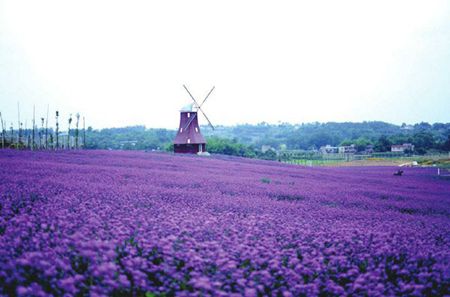 国内就有不少看薰衣草的好地方。盘点国内9个最浪漫的庄。AG真人百家家乐平台看薰衣草何必舍近求远非去普罗旺斯(图7)